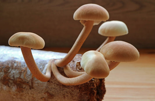 Black Poplar Agrocybe aegerita mushrooms growing on mushroom substrate