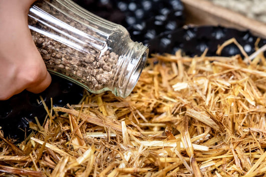 mushroom spawn being added to straw mushroom substrate