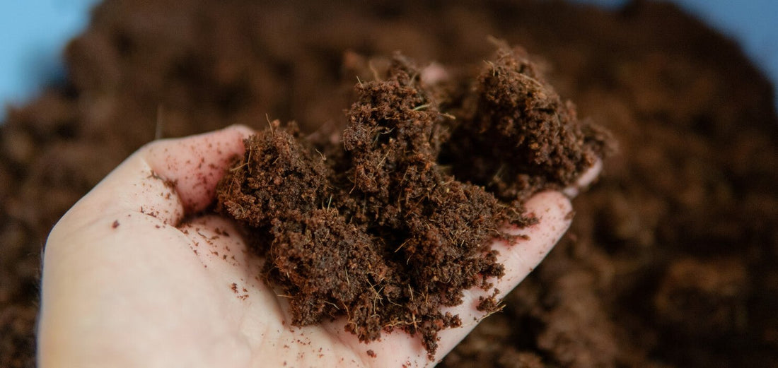 a hand holding coco coir mushromm substrate