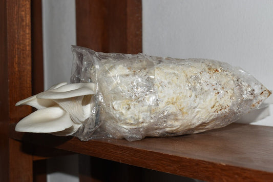 a mushroom substrate bag with white oyster mushrooms growing from it