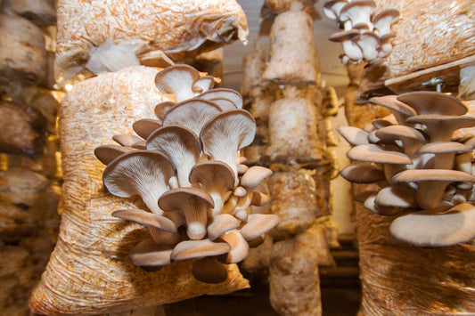 very large mushroom substrate grow bags with oyster mushrooms growing from them