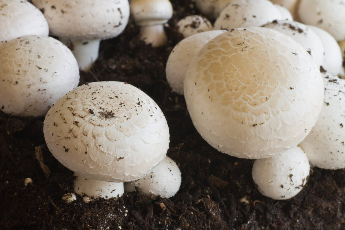 a close up of white button mushrooms growing from mushrooms substrate