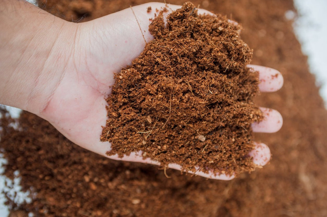 a hand holding coco coir