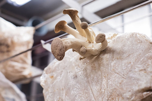 mushrooms sprouting from a mushroom substrate grow block