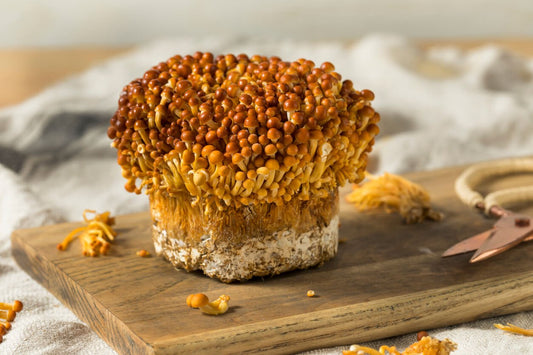 enoki mushrooms growing on mushroom substrate