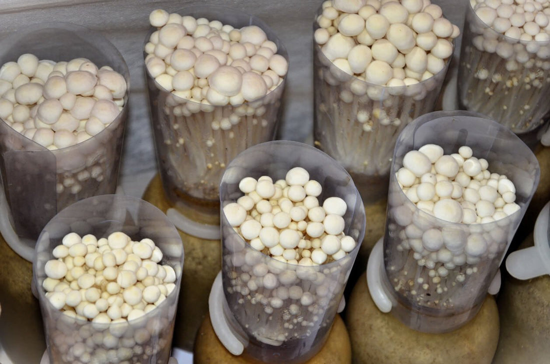 7 jars with enoki mushrooms growing out of them