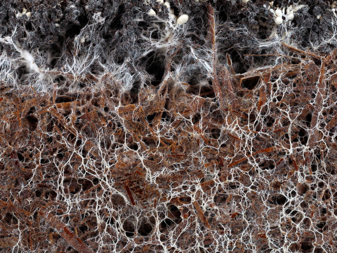 mycelium threads in mushroom substrate