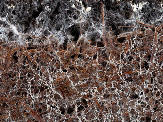 mycelium threads in mushroom substrate