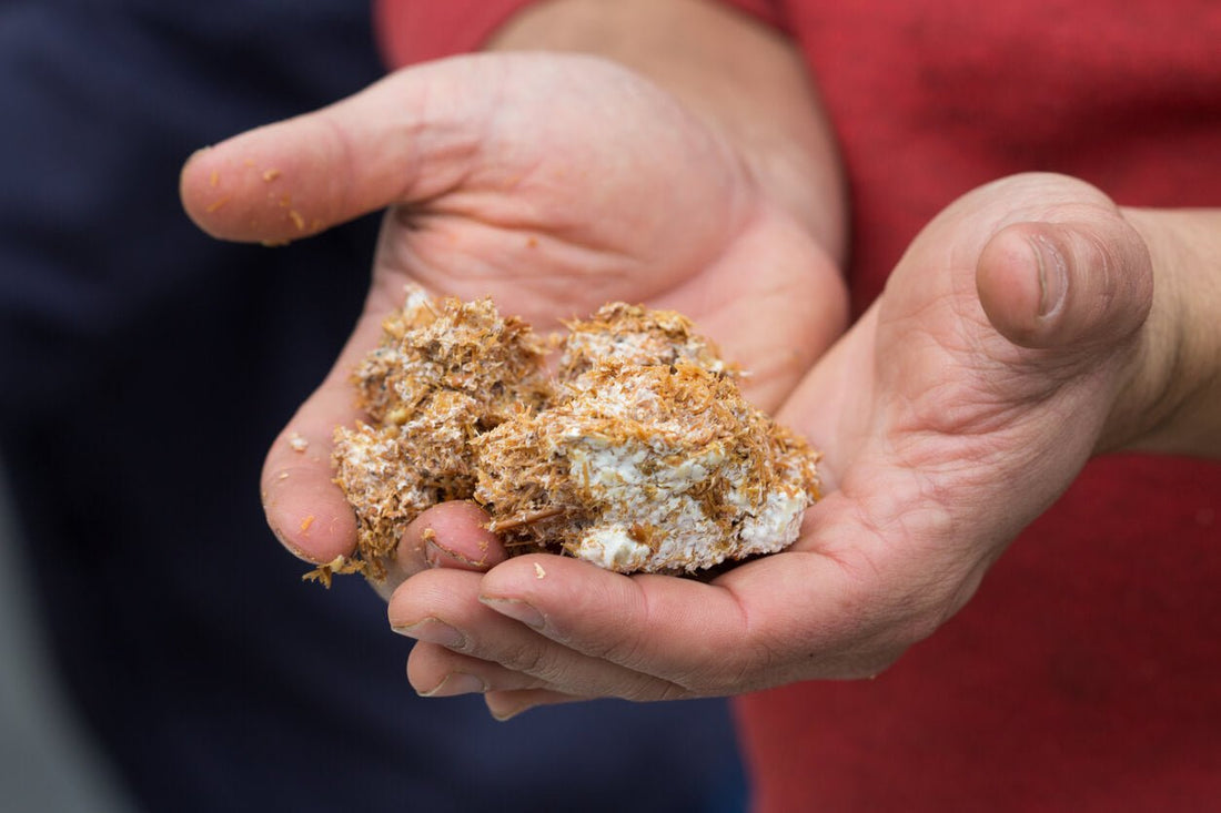 2 hands holding colonized wood mushroom substrate