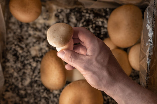 a hand holding a portobello mushroom harvested from mushroom substrate