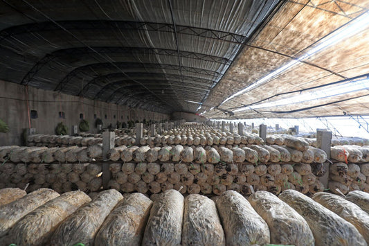 a large warehouse filled with fully colonized mushroom substrate bags