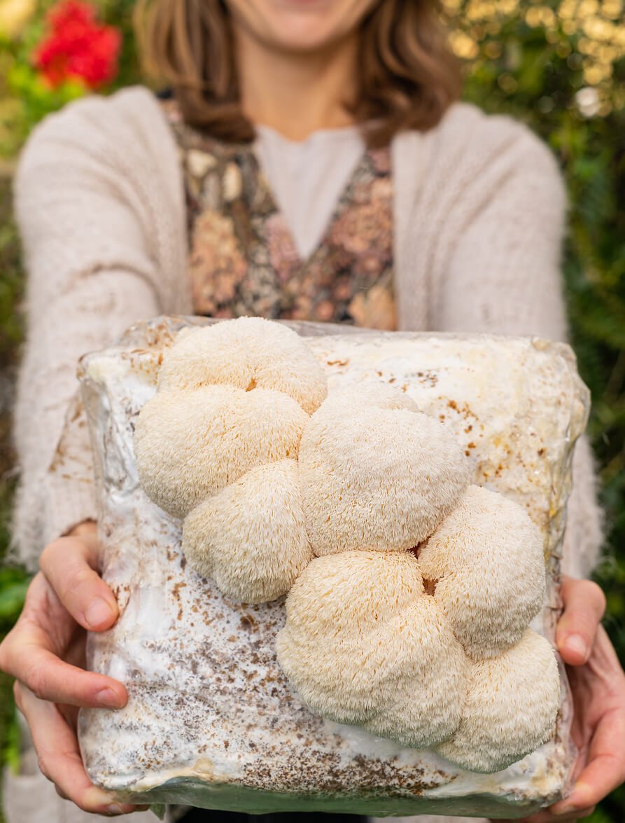 woman holding a lions mane mushroo substrate that is growing lions mane mushrooms