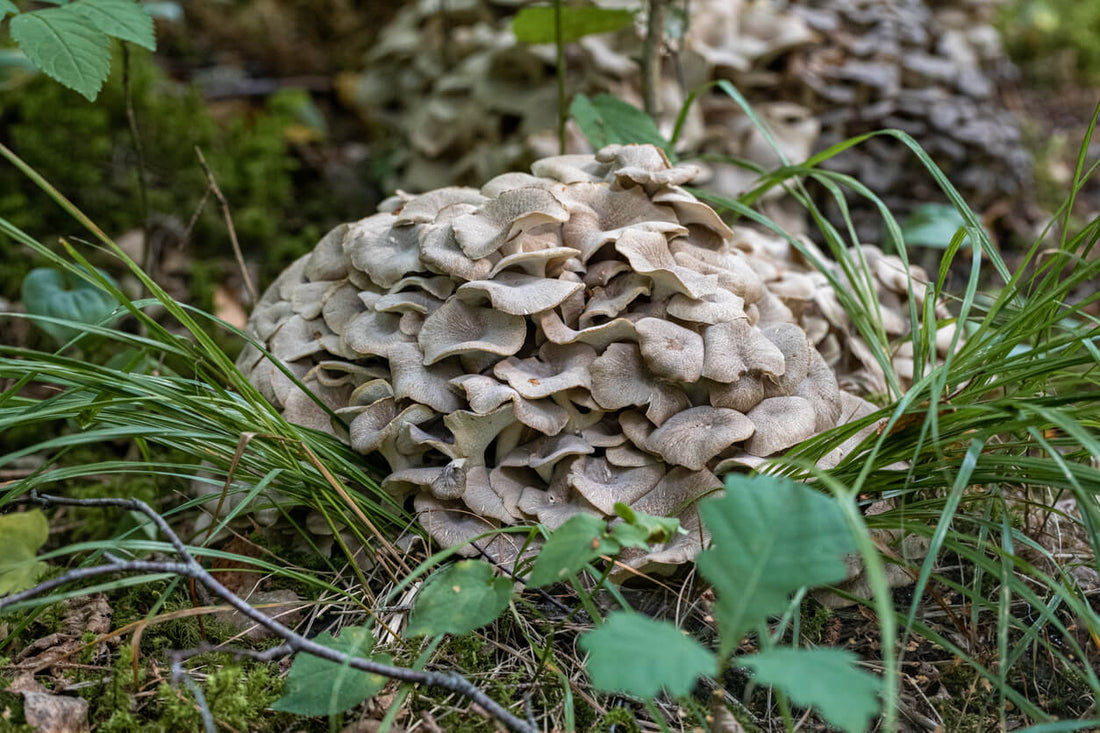 a cluster of miatake mushrooms growing