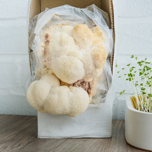 a mushroom grow kit with lions mane mushrooms growing out of it