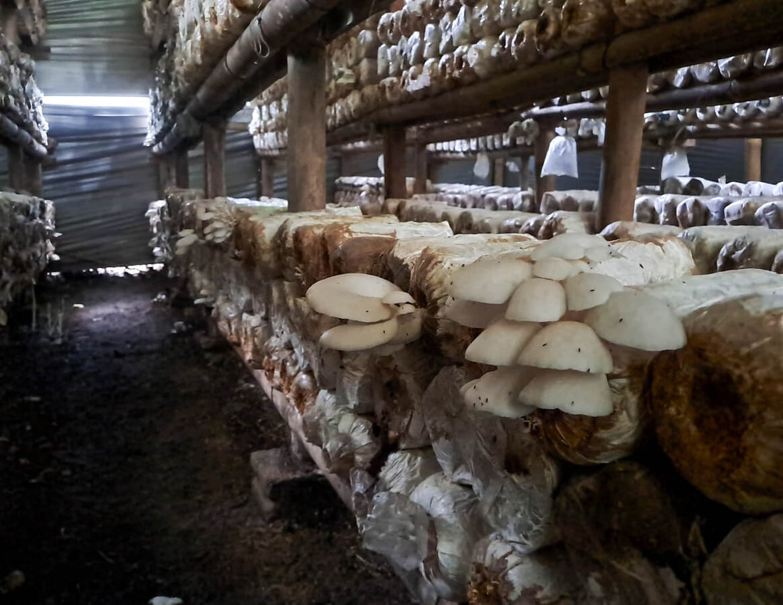 hundreds of mushroom substrate bags growing white oyster mushrooms