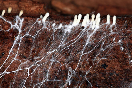 mycelium growing through a mushroom substrate to the surface