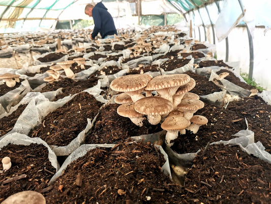 mushrooms growing from dry looking mushroom substrate