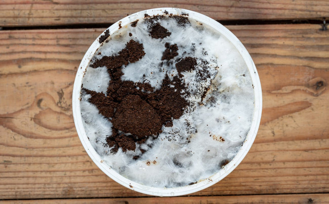 a mushroom substrate struggling to grow mycelium