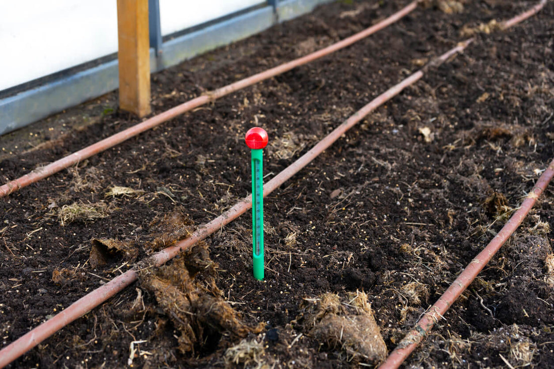 a thermometer in mushroom substrate grow bed