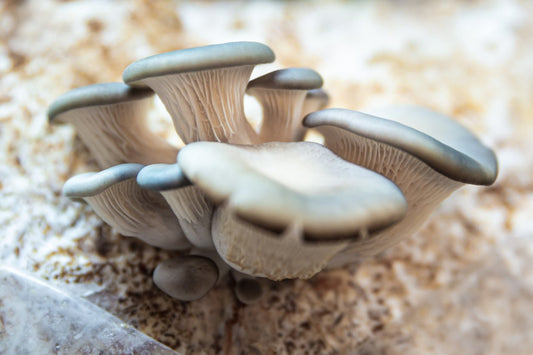 blue oyster mushroom growing from a mushroom substrate bag