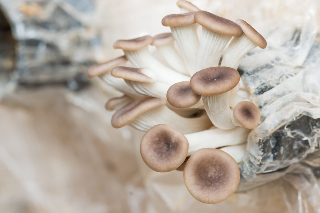 oyster mushrooms growing on mushroom substrate