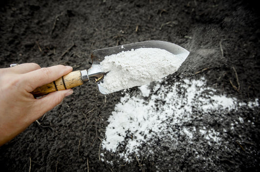 gypsum being added to a mushroom substrate with a hand shovel