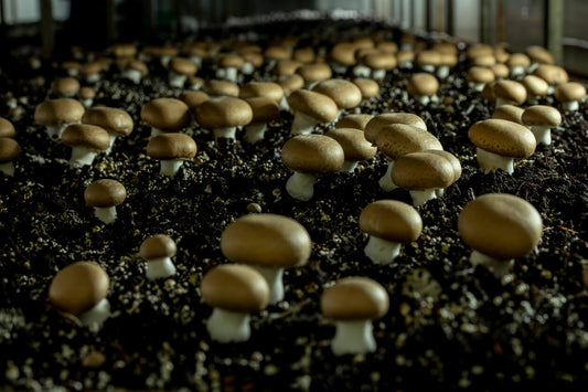 portobello mushrooms growing on mushroom substrate