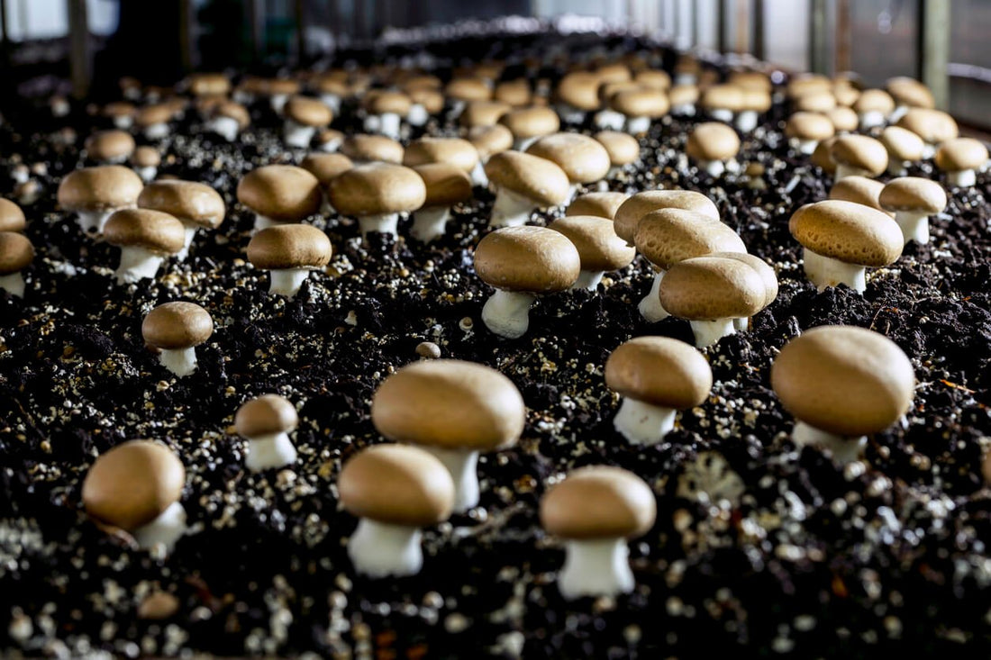 many portobello mushrooms growing from mushroom substrate