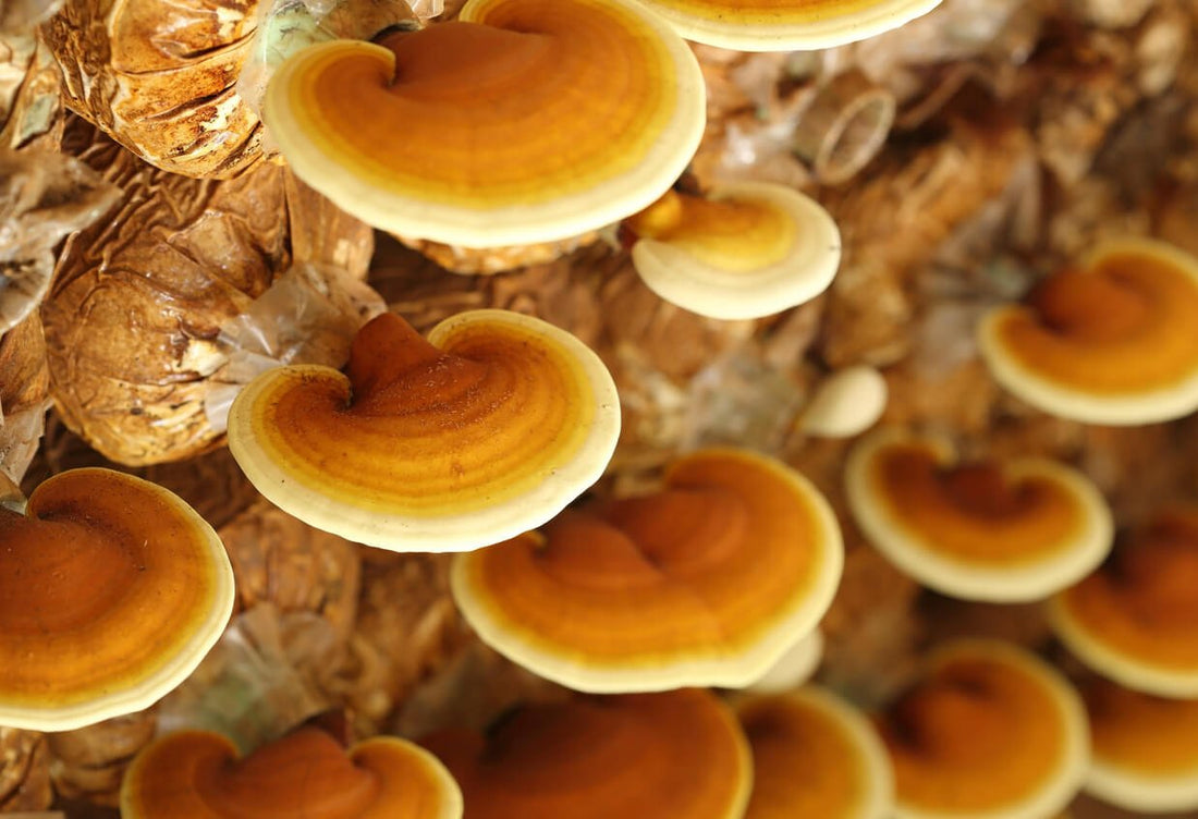 many reishi mushrooms growing from mushroom substrate grow bags