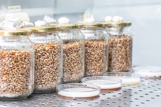 rye berry mushroom substrate in jars next to petri dishes