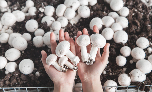 2 hands holding white button mushroom amongst many mushrooms growing from mushroom substrate