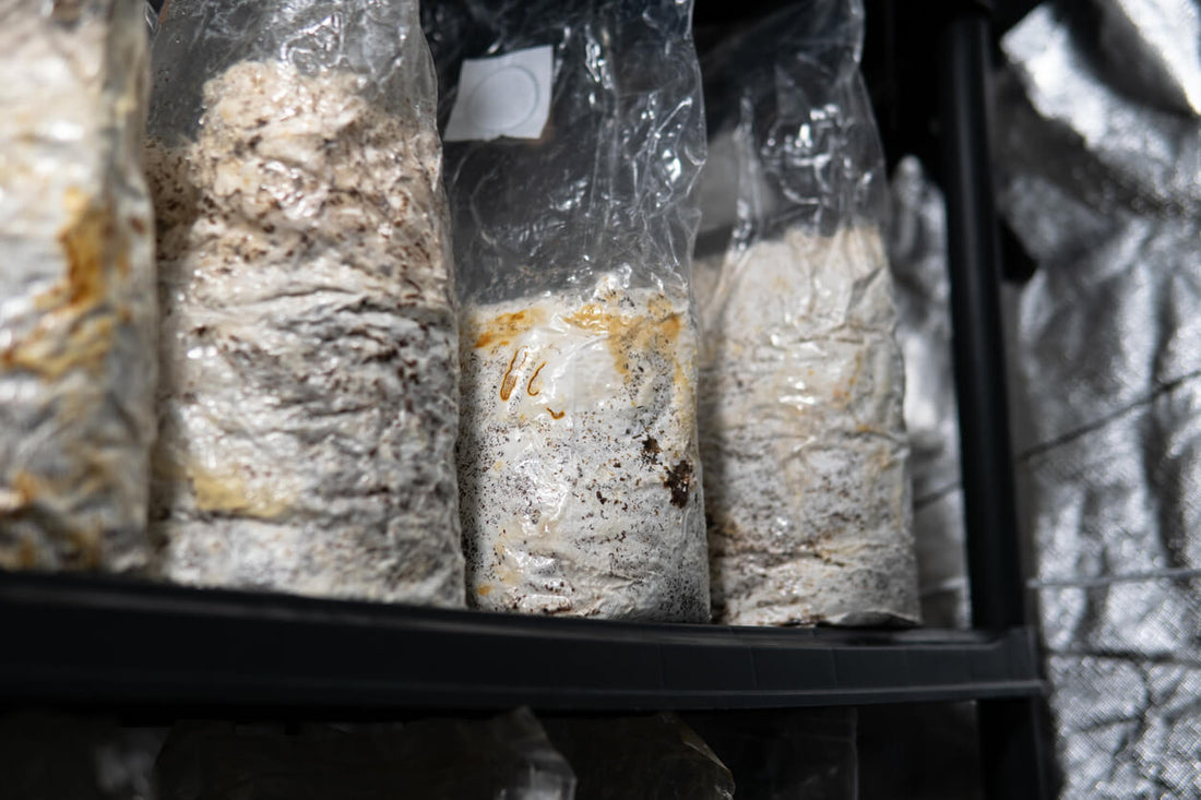 fully colonized mushroom substrate bags on a shelf