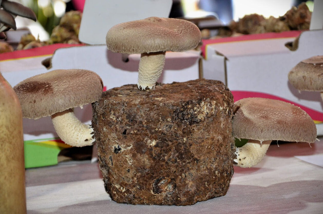 shiitake mushrooms growing on a mushroom substrate block