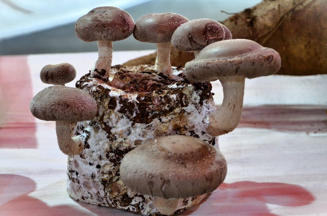 shiitake mushrooms growing from a mushroom substrate block