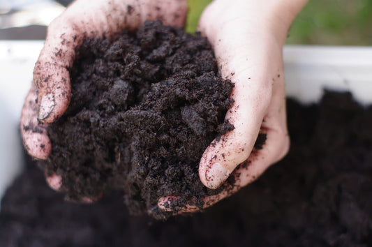 2 hands holding composted mushroom substrate