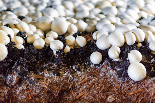 a cross section of a mushroom substrate growing white button mushrooms