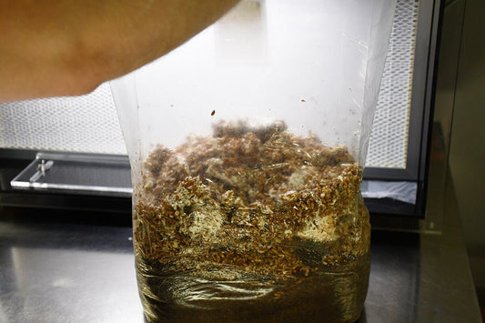 bag of mushroom substrate in front of laminar flow hood