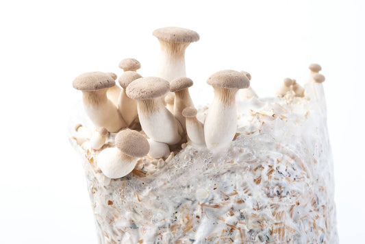 King Oyster Mushroom Growing From Mushroom Substrate Bag