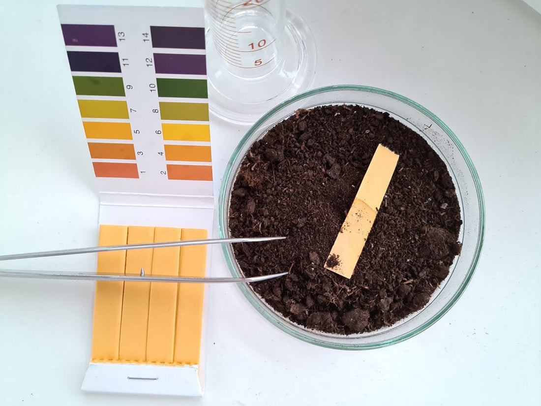 ph test strips in a mushroom substrate