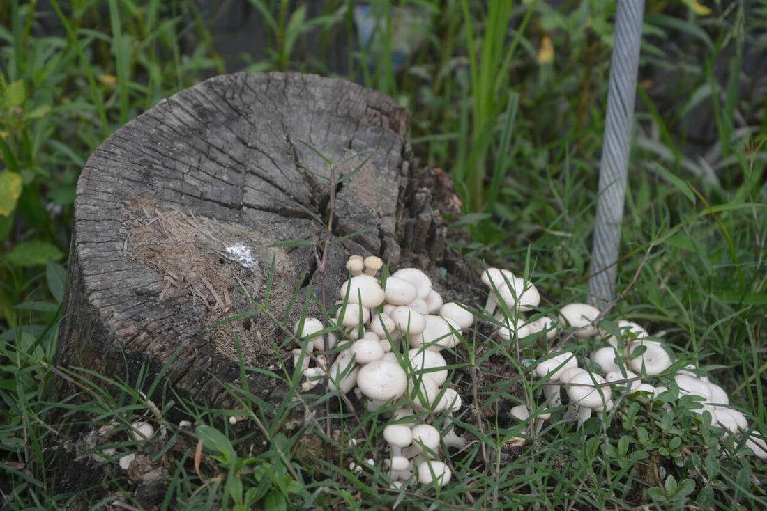 a pile of used mushroom substrate outside by a log