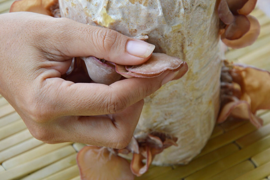 a hand harvesting cloud ear mushrooms from a mushroom substrate grow bag