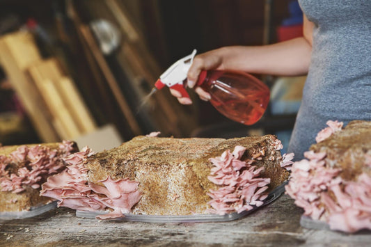 woman misting mushroom substrate tthat is growing pink oyster mushrooms