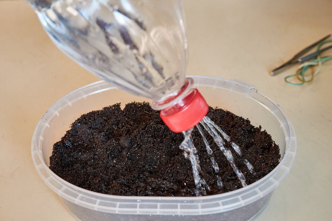 a person adding water to a mushroom substrate