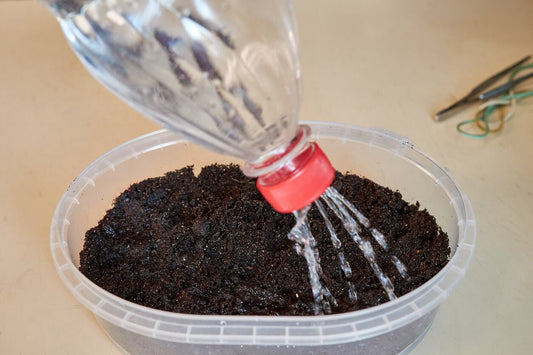 a person adding water to a mushroom substrate