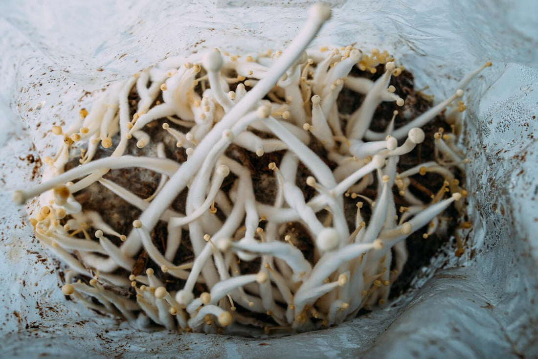 small weak mushrooms growing from a mushroom substrate bag