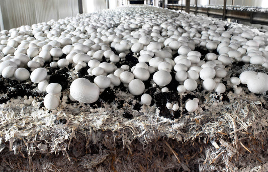 white button mushrooms growing on mushroom substrate