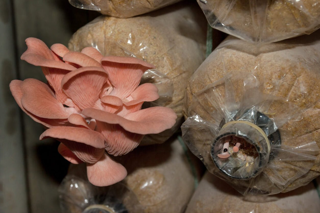 mushroom substrate bags growing pink oyster mushrooms