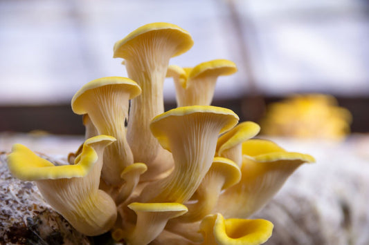 yellow oyster mushrooms growing off of mushroom substrate