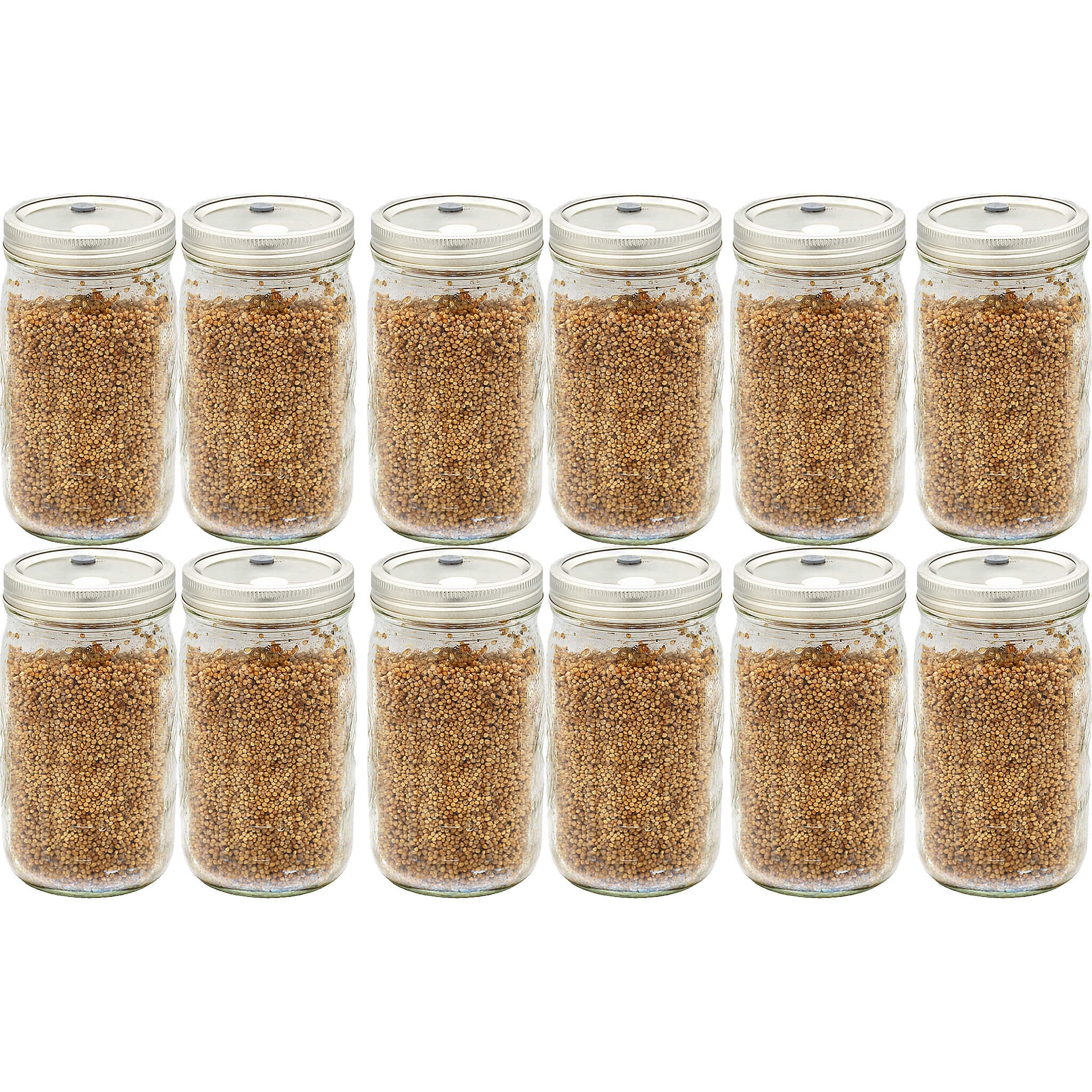 12 quart jars of white millet mushroom substrate