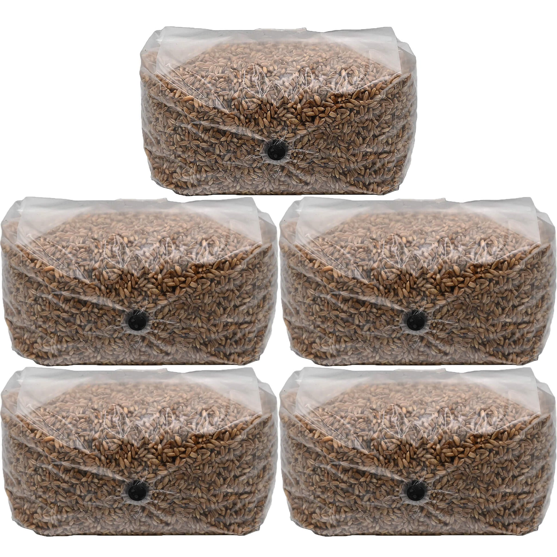 25 pounds of rye berry mushroom substrate